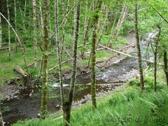 A picture of Gales Creek seen from the Gales Creek Trail.