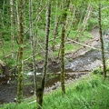 A picture of Gales Creek seen from the Gales Creek Trail.