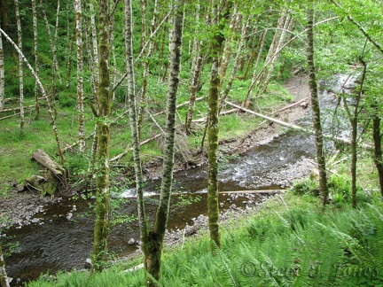 A picture of Gales Creek seen from the Gales Creek Trail.