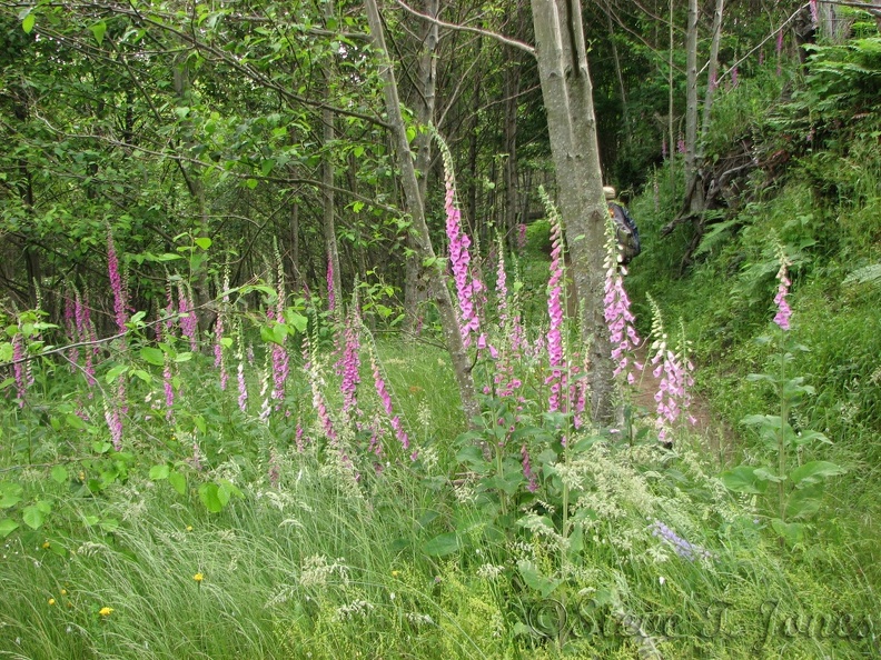 The South Coldwater Trail begins in a new forest and has a moderate climb up to a ridge. Foxglove stretch for the sky in this small clearing.