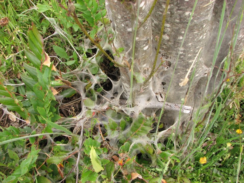 Tent caterpillars create a horror scene for plants growing along the trail this year (2012). The webs remind me of Shelob's lair in Lord of the Rings.