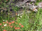 Skeletons are all that remain of the forest in this part of the 1980 volcanic blast. The terrain allows abundant wildflowers.