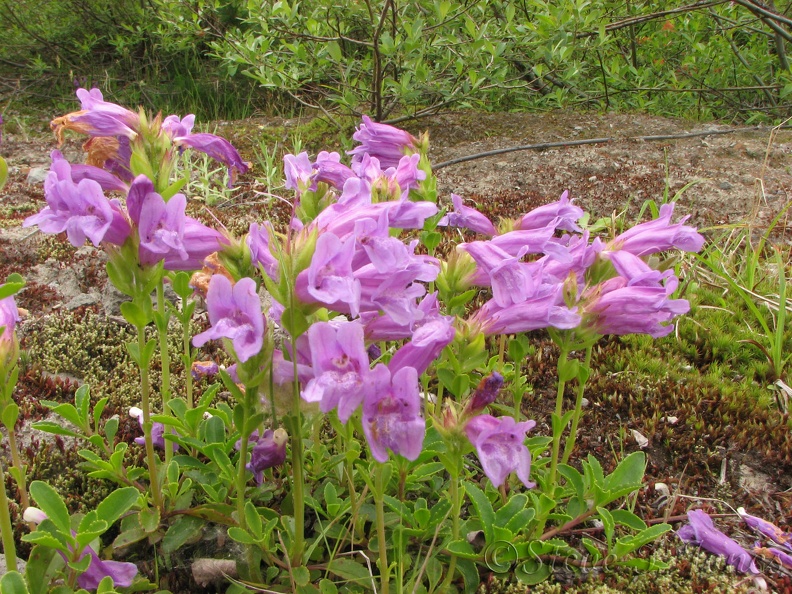 Penstamon is one of the wildflowers that bloom in July along the South Coldwater Trail.