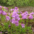 Penstamon is one of the wildflowers that bloom in July along the South Coldwater Trail.