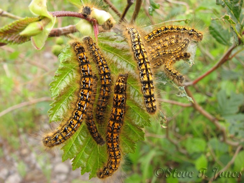 Tent caterpillars cover a leaf along the South Coldwater trail.