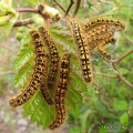 Tent caterpillars cover a leaf along the South Coldwater trail.