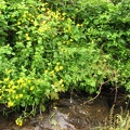 Mimulus grows along the sunny wet margins of the small streams that feed into Coldwater Lake.