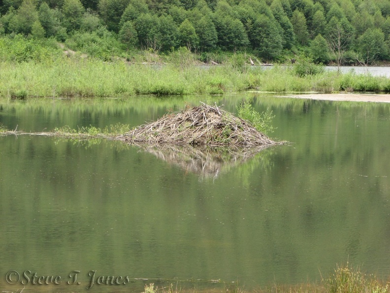 A large beaver lodge can be seen from the Lakes Trail near the head of Coldwater Lake.