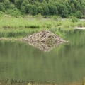 A large beaver lodge can be seen from the Lakes Trail near the head of Coldwater Lake.