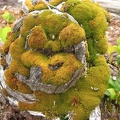 This moss was smiling at me as I walked by. It reminded me of a Smurf. I found this along the shore of Coldwater Lake.