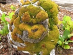 This moss was smiling at me as I walked by. It reminded me of a Smurf. I found this along the shore of Coldwater Lake.