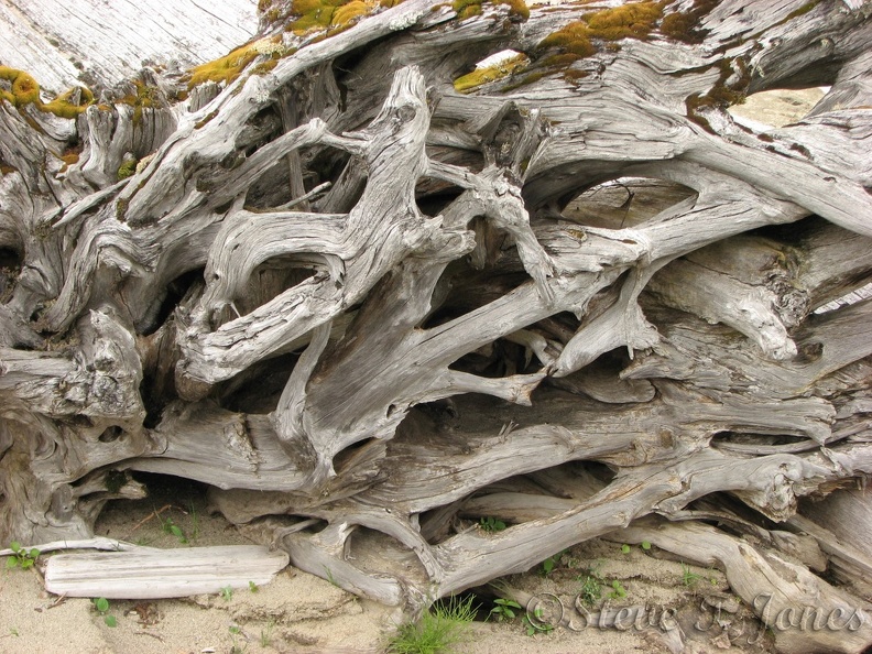 This interesting root ball is along Coldwater Lake.