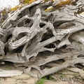 This interesting root ball is along Coldwater Lake.