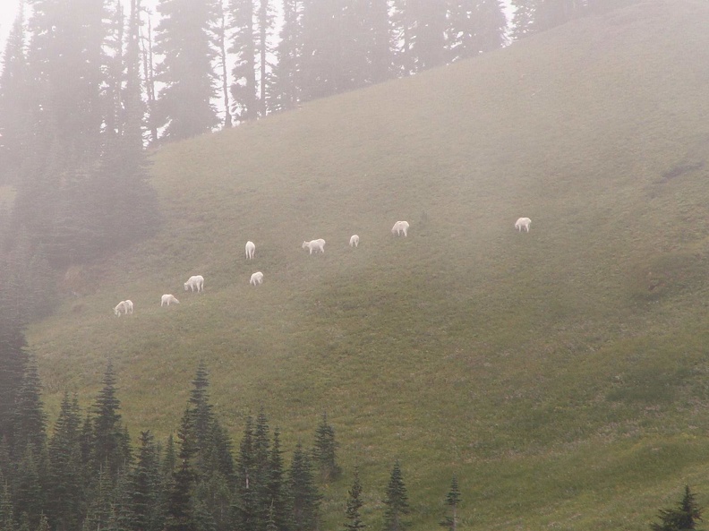 Goats in Van Trump Park