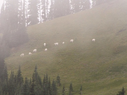 Goats in Van Trump Park