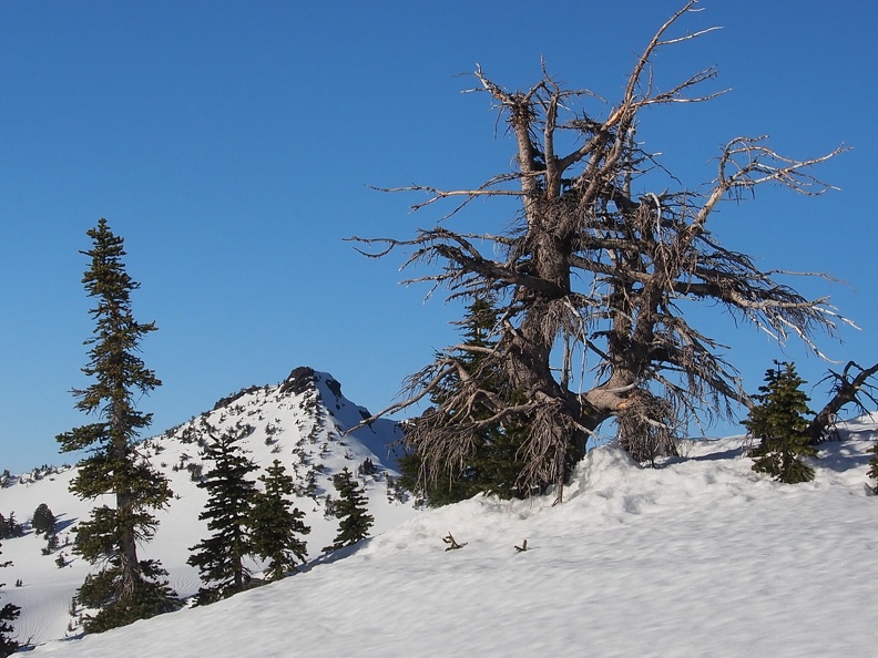 The Watchman is a distinctive peak and makes for a nice view.