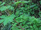 Devil's Club and Oxalis - Apple Clover