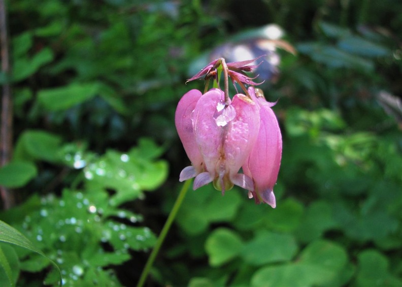 Bleeding Heart (Latin Name: Dicentra Formosa)with dew drops on the Devil's Rest Trail.
