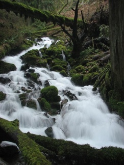 Wahkeena Creek rushes down the canyon along the Wahkeena Falls Trail.