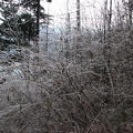 An early season ice storm has coated the bushes and trail on the Devil's Rest Trail.