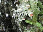 An early season ice storm, also known as Silverthaw, has coated everyhing in a layer of on the Devil's Rest Trail.