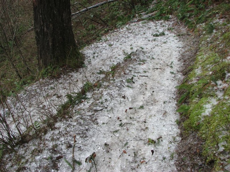 Nature's ice machine coated the high tree branches and the East wind shook the ice from the trees. The ice slid down the hill until it collected on the trail.