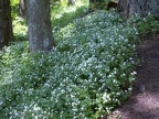 Dog Mountain Trail