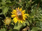 Balsamroot butterfly