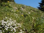 Phlox and other wildflowers