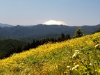 Mt. Saint Helens