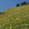 Dog Mountain wildflowers