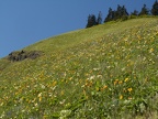 Dog Mountain wildflowers