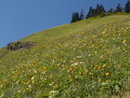 Dog Mountain wildflowers