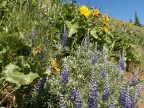 Lupines and Balsamroot