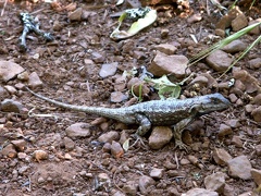 Trail Lizard