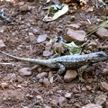 Trail Lizard