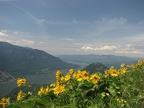 Dog Mountain Balsamroot (Latin Name: Balsamorhiza sagittata) - looking west from Dog Mountain.