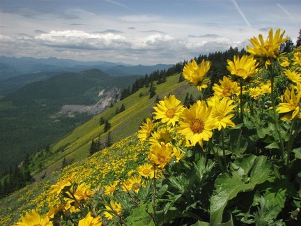 Dog Mountain Balsamroot (Latin Name: Balsamorhiza sagittata) - looking west from Dog Mountain.