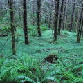 An emerald carpet of green oxalis and ferns creates a green glow in the forest on a cloudy day. 