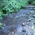 The trail crosses a sparkling creek on the Drift Creek Falls Trail.