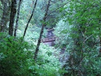 A sturdy wood plank bridge spans one of the small creeks along the Drift Creek Falls Trail.