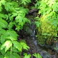 A small brook flows across the trail near the trailhead. This picturesque brook flows gently across the Pacific Crest Trail.