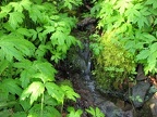 A small brook flows across the trail near the trailhead. This picturesque brook flows gently across the Pacific Crest Trail.