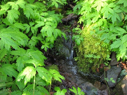 A small brook flows across the trail near the trailhead. This picturesque brook flows gently across the Pacific Crest Trail.