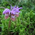 Lady Slipper Orchids bloom early in the spring along the trail.