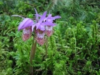 Lady Slipper Orchids bloom early in the spring along the trail.