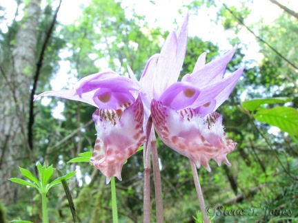 A closeup of some Lady Slipper Orchids shows the details of the flowers.