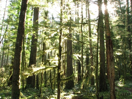 Sunlight backlights moss draping from all the trees along the first part of the trail. It takes a long wet season to get moss to grow on trees like this.