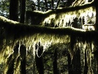 A closer detail of moss draping from a tree shows how wispy the moss is that hangs from the trees on this section of the Pacific Crest Trail.