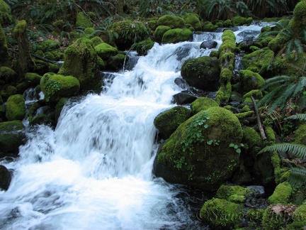 The stream below Dry Creek Falls rushes over the mossy rocks as it courses along a forest road which is used as the trail.